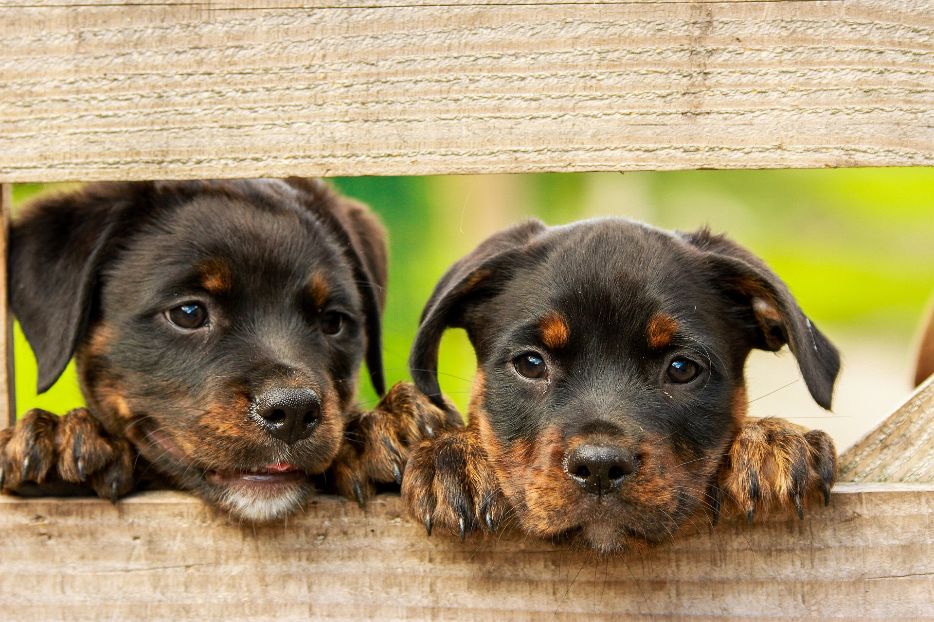 Hundeforsikring